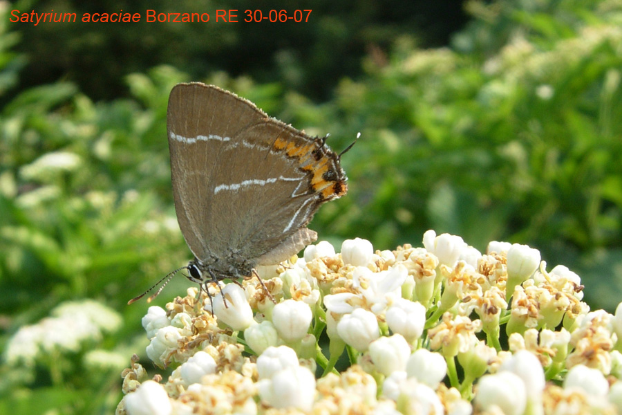 Satyrium acaciae o w-album ?